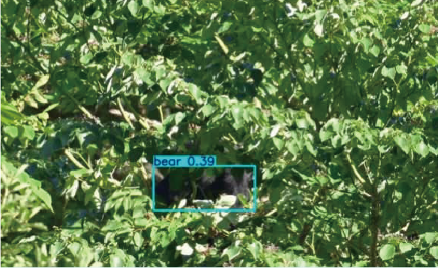 AIが熊を認識し検知している様子